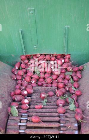 Arizona Radish Ernte John Deere Stockfoto