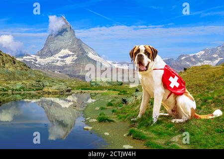 St. Bernhard Rettungshund steht in Zermatt, Kanton Wallis, Schweiz, mit Matterhorn oder Monte Cervino oder Mont Cervin reflektiert am Riffelsee Stockfoto