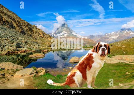 St. Bernhard Rettungshund steht in Zermatt, Kanton Wallis, Schweiz, mit Matterhorn oder Monte Cervino oder Mont Cervin reflektiert am Riffelsee Stockfoto