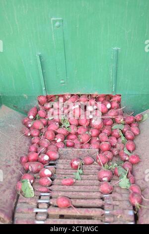 Arizona Radish Ernte John Deere Stockfoto