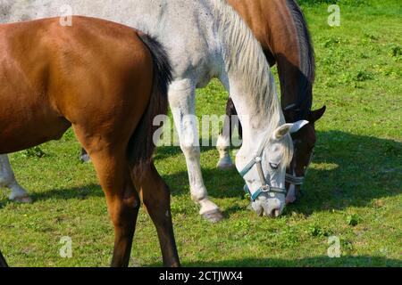 Weißes graues Pferd grast friedlich zwischen zwei braunen Pferden Stockfoto