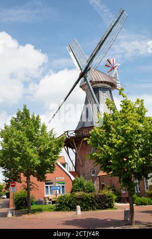 Deutschland, Niedersachsen, Ditzum, Historische Windmühle im Sommer Stockfoto