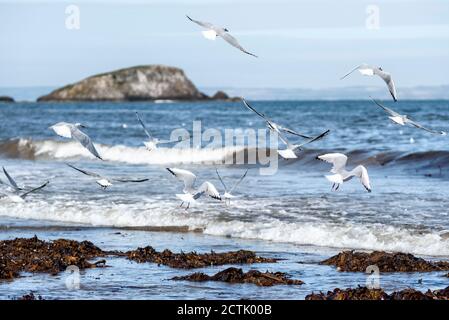 Möwen füttern am North Berwick Beach, East Lothian, Schottland, Großbritannien. Stockfoto