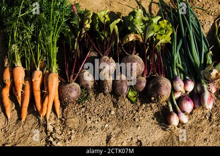 Reihe von frisch geerntetem hausgemachten Gemüse Stockfoto