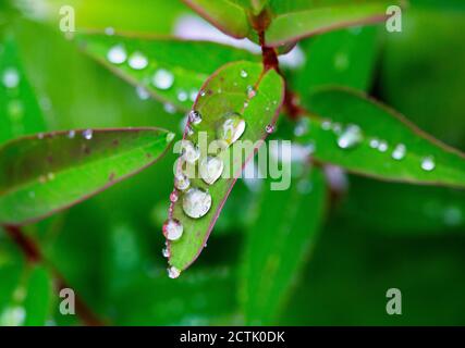 Regentropfen auf grünem Blatt der Johanniskraut (Hypericum perforatum) Stockfoto