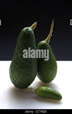 Drei Avocados, einer davon ein Mini-Avocado (Cocktail) Auf einem weißen Tisch mit dunklem Hintergrund und Kopierraum Stockfoto