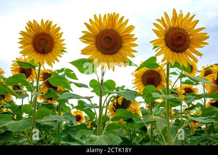 Niedrige Ansicht der Sonnenblumen im Feld bei Würzburg dagegen Himmel Stockfoto