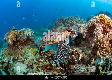 Diese vom Aussterben bedrohte Karettschildkröte, Eretmochelys imbricata, ernährt sich von Schwammstücken, die sie aus dem Riff, Philippinen, Pazifik reißt Stockfoto