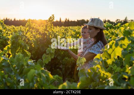 Mutter hält ihre Tochter in einem Weinberg bei Sonnenuntergang in der Provence, Frankreich Stockfoto