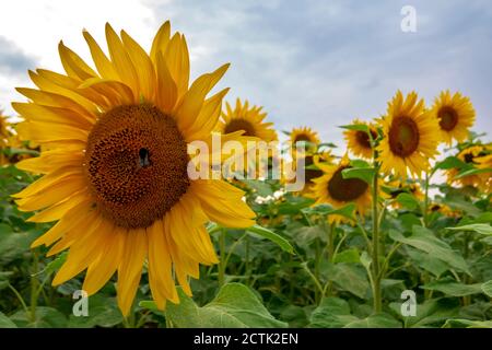 Nahaufnahme von Sonnenblumen, die auf dem landwirtschaftlichen Feld in Würzburg blühen Himmel Stockfoto