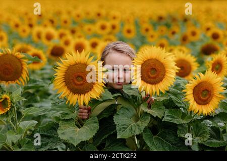 Nettes Mädchen versteckt inmitten Sonnenblumenfeld im Sommer Stockfoto