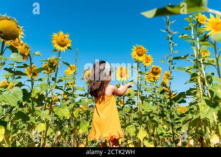 Mädchen bewundern Sonnenblume auf dem Feld gegen klaren blauen Himmel Stockfoto