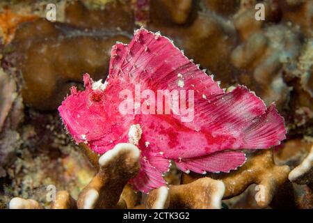 Die leaf Scorpionfish, Taenianotus triacanthus, keine giftigen Flossenstacheln besitzen und erreicht etwa 4 cm in der Länge, Yap in Mikronesien. Stockfoto