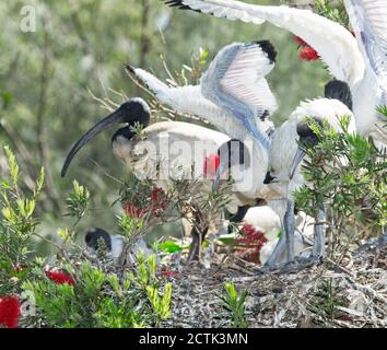 Weiße Heilige Ibis Küken / Jungvögel mit erwachsenen Vogel, Threskiornis molucca, auf ihrem Nest stehend, zwischen Blumen und Laub in Australien Stockfoto