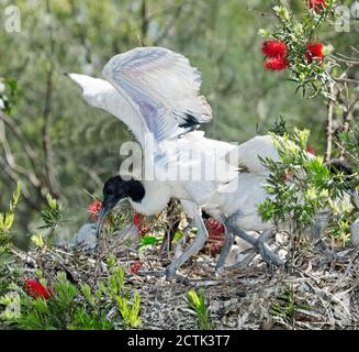 Schöne weiße Heilige Ibis Küken / Jungling, Threskiornis molucca, mit Flügeln ausgestreckt, stehend auf Nest zwischen Blumen und Laub in Australien Stockfoto