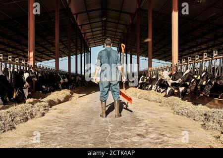 Landwirt hält Schaufel, während in Rindern von Herde umgeben stehen Von Kühen Stockfoto