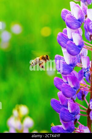 Honigbiene fliegt in Richtung blühender Lupine Stockfoto