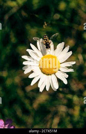 Schwebfliege auf weiß blühenden Gänseblümchen Stockfoto