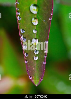 Regentropfen auf grünem Blatt der Johanniskraut (Hypericum perforatum) Stockfoto