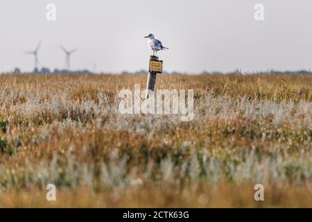 Schwarzkopf-Möwe (Chroicocephalus ridibundus), die auf einem Wegweiser auf der Wiese steht Stockfoto