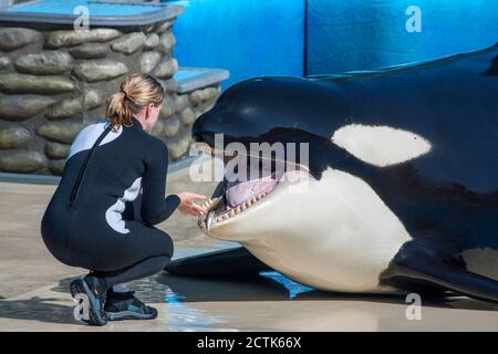 Trainer mit ausgebildetem Orca oder Killerwal, Orcinus Orca, Shamu Stadium, SeaWorld, San Diego, Kalifornien, USA. Stockfoto