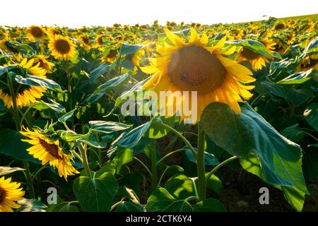 Sonnenblumen wachsen im Feld an sonnigen Tagen, Franken, Deutschland Stockfoto