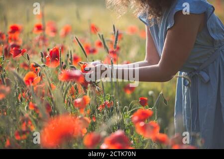 Junge Frau hält Blume, während sie im Mohnfeld steht Stockfoto