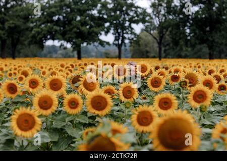 Mädchen versteckt in Sonnenblumenfeld im Sommer Stockfoto