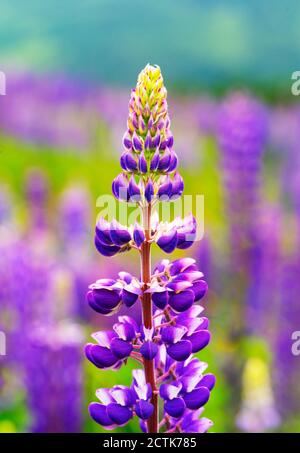 Lila Lupine blüht im Frühling Stockfoto