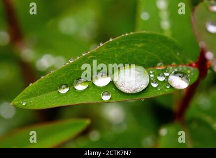 Regentropfen auf grünem Blatt der Johanniskraut (Hypericum perforatum) Stockfoto