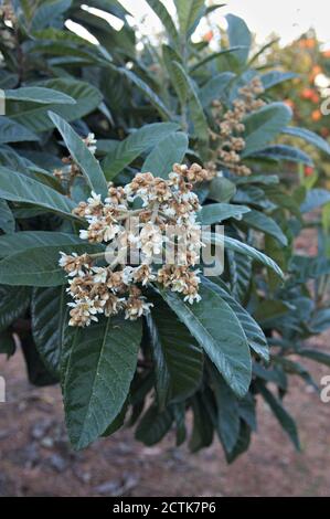 Zweigstelle (Eriobotrya japonica) Die im Frühherbst in voller Blüte steht Stockfoto