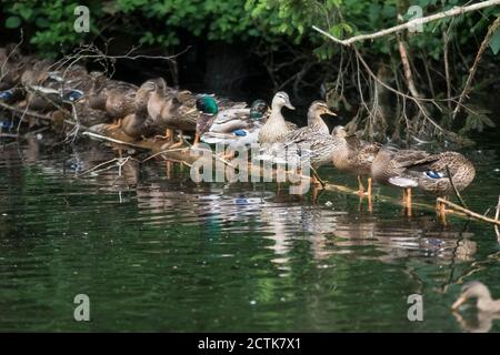 Stockenten (Anas platyrhynchos) Stehend in Reihe auf Zweig schwimmend in Seeufer Wasser Stockfoto