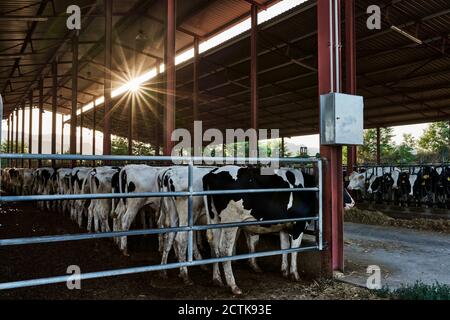 Kuhherde, die in der Scheune im Schuppen auf dem Bauernhof steht Stockfoto