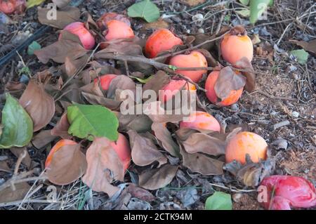 Bild von einem Zweig von Kaki auf den Boden gefallen Aufgrund des übermäßigen Gewichts der Früchte Stockfoto