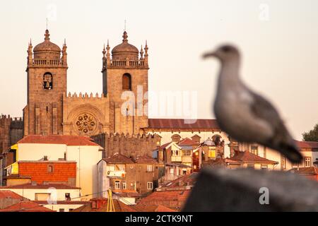 Portugal, Porto District, Porto, Kathedrale von Porto in der Abenddämmerung mit Taubenbarschen im Vordergrund Stockfoto