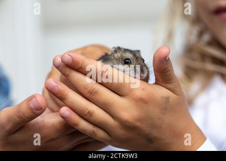 Zugeschnittenes Bild von menschlichen Händen, die einen Hamster halten Stockfoto
