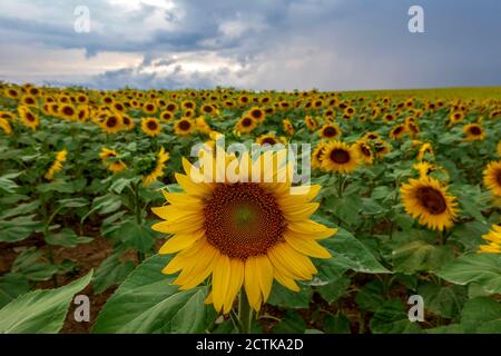 Schöne Sonnenblumen blühen im Feld gegen bewölkten Himmel, Franken, Deutschland Stockfoto