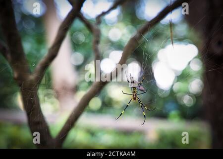 Eine gelbe und schwarze Jorogumo Spider, die ein Bein fehlt, sitzt auf einem Netz in Kurihama, Japan. Stockfoto