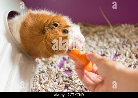 Beschnittene Hand einer Frau, die Meerschweinchen Möhre füttert Stockfoto