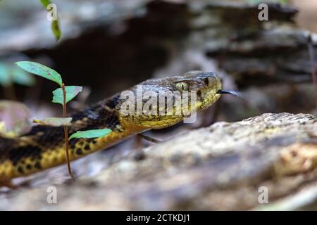 Holzrattlesnake (Crotalus horridus) - Bracken Mountain Preserve, in der Nähe von Pisgah National Forest - Brevard, North Carolina, USA Stockfoto