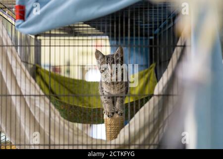 Katze in einem Käfig in einer Tierklinik Tierheim Blick aus einem Käfig. Stockfoto