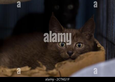 Katze in einem Käfig in einer Tierklinik Tierheim Blick aus einem Käfig. Stockfoto