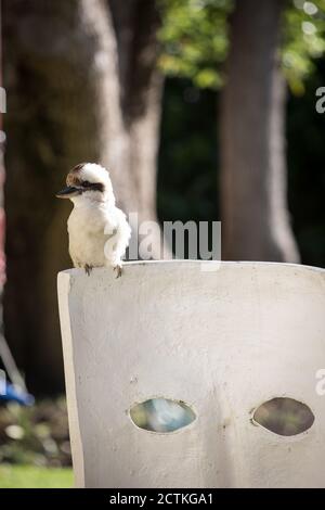 Lokale Kookaburras. Australien Stockfoto