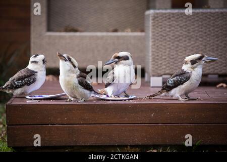 Lokale Kookaburras. Australien Stockfoto