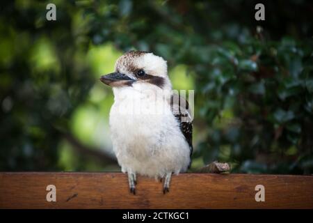 Lokale Kookaburras. Australien Stockfoto