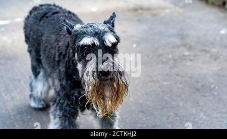 Ein süßer Miniatur Schnauzer mit nassem und schmutzigem Bart nach Spielen in einem Teich mit Gras Stockfoto