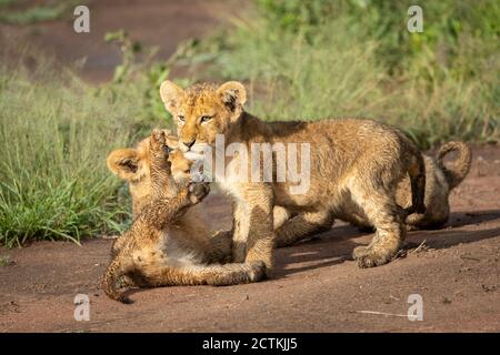 Zwei kleine Löwenbabys spielen in der Serengeti in Tansania Stockfoto