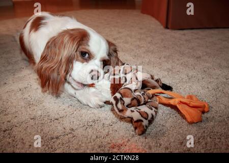 Mandy, ein 11 Monate alter Cavalier King Charles Spaniel Welpe, spielt mit einem ausgestopften Entenspielzeug Stockfoto