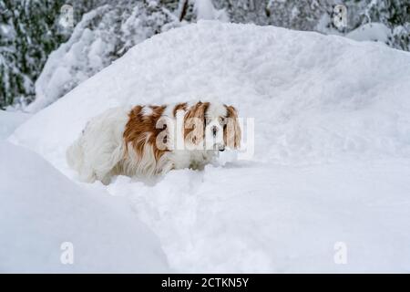 Issaquah, Washington, USA. 'andy', ein älterer Cavalier King Charles Spaniel, der im Schnee bis zu ihrem Bauch geht, innehält, um die Kamera als die s zu betrachten Stockfoto