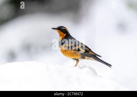 Issaquah, Washington, USA. Männchen variierten Thrush auf einem tiefen Schneehaufen stehend, im aktiven Schneefall. Stockfoto